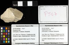 Foto (Objekt + Etiketten) von Galatheoidea indet. 